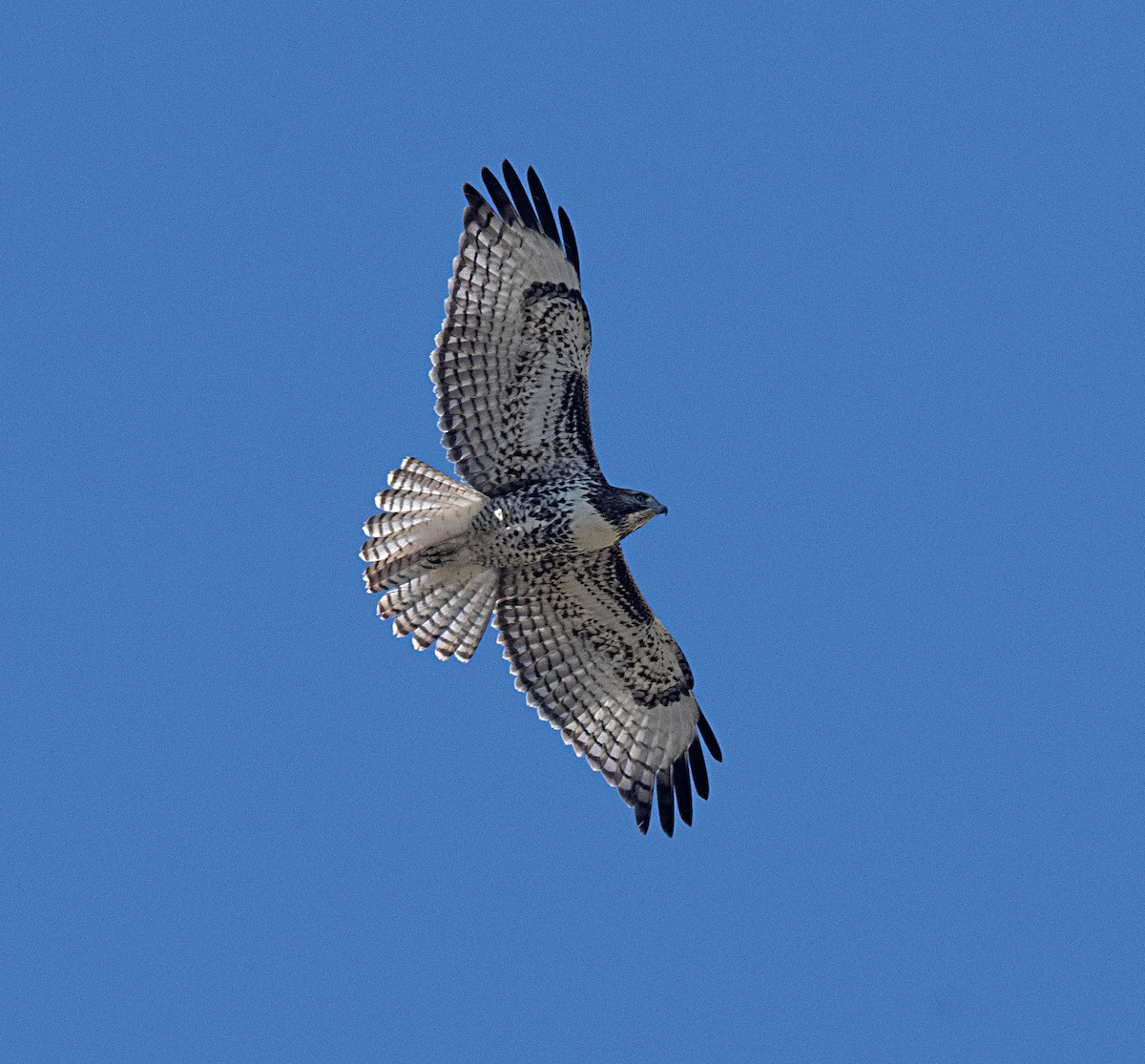 Red-tailed Hawk - ML607269141