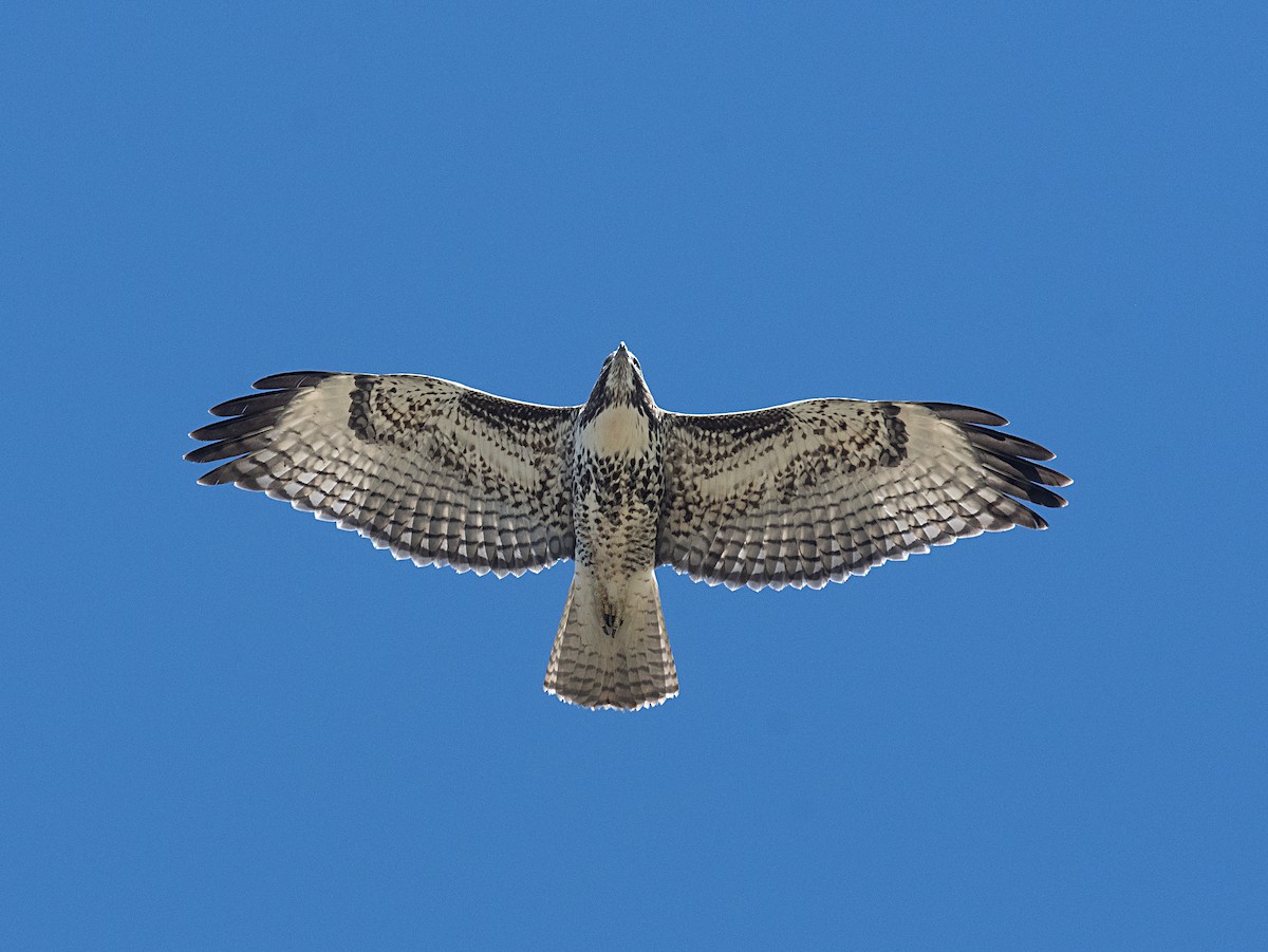 Red-tailed Hawk - ML607269151