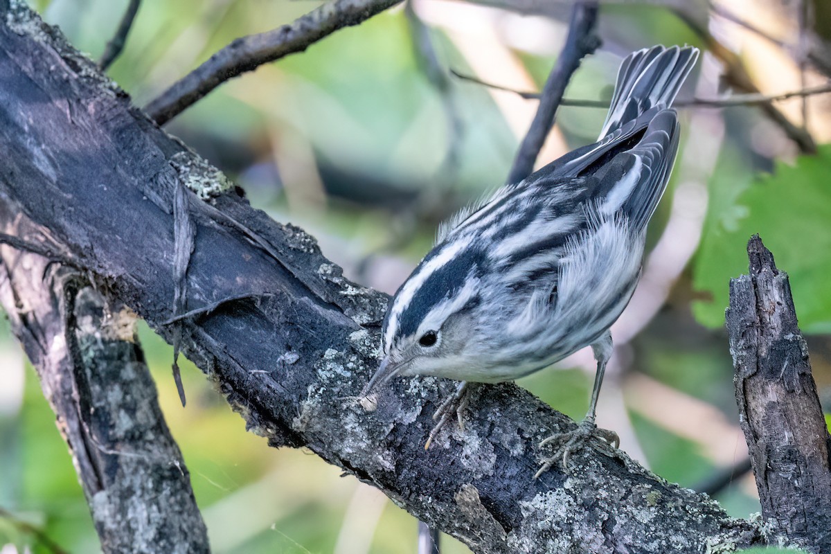 Black-and-white Warbler - ML607269461