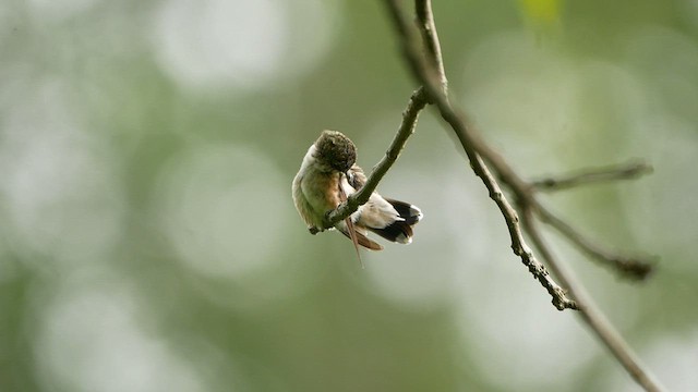 Ruby-throated Hummingbird - ML607273551