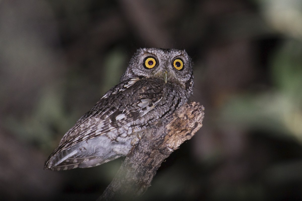 Whiskered Screech-Owl - Liam Wolff