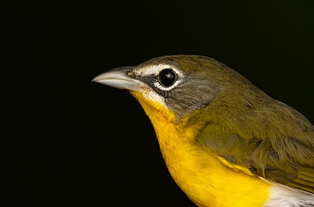 Yellow-breasted Chat (virens) - ML607274661