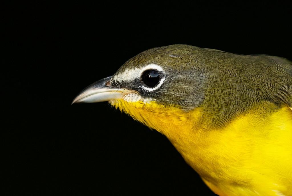 Yellow-breasted Chat (virens) - ML607274671