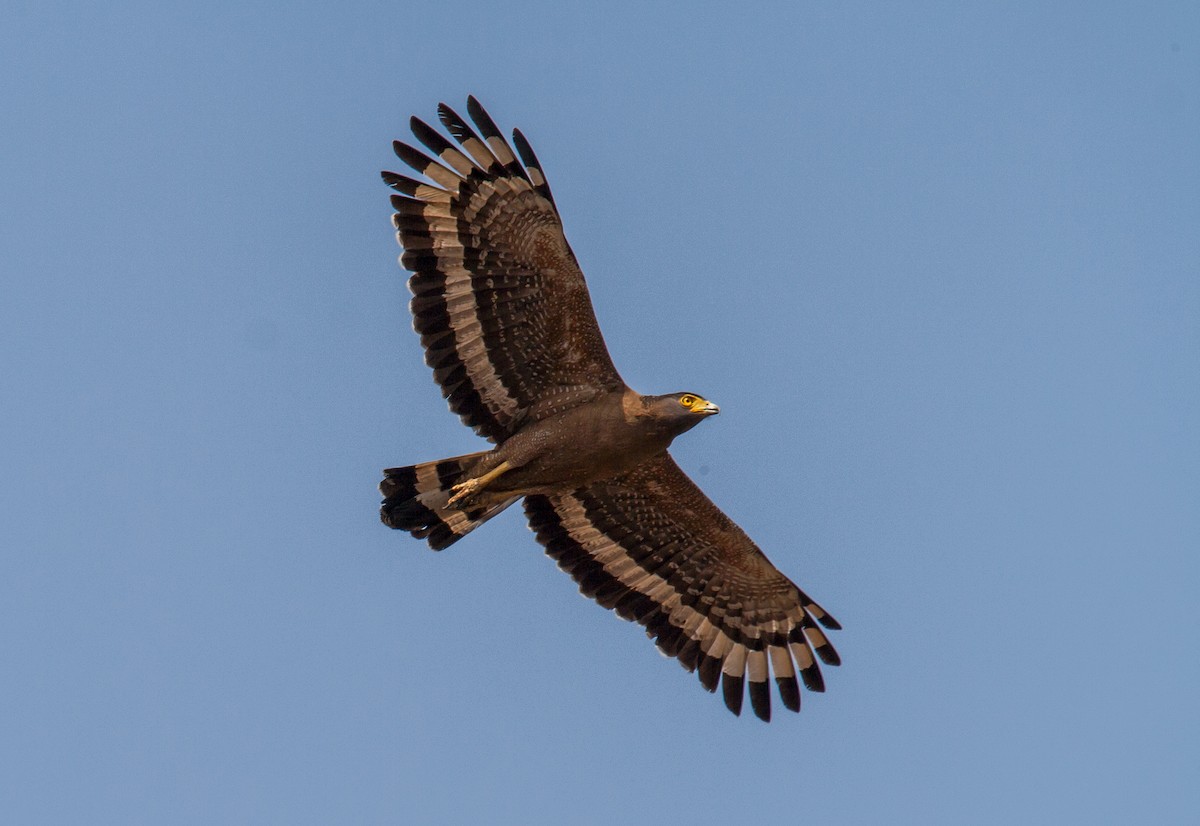 Crested Serpent-Eagle - ML60729061