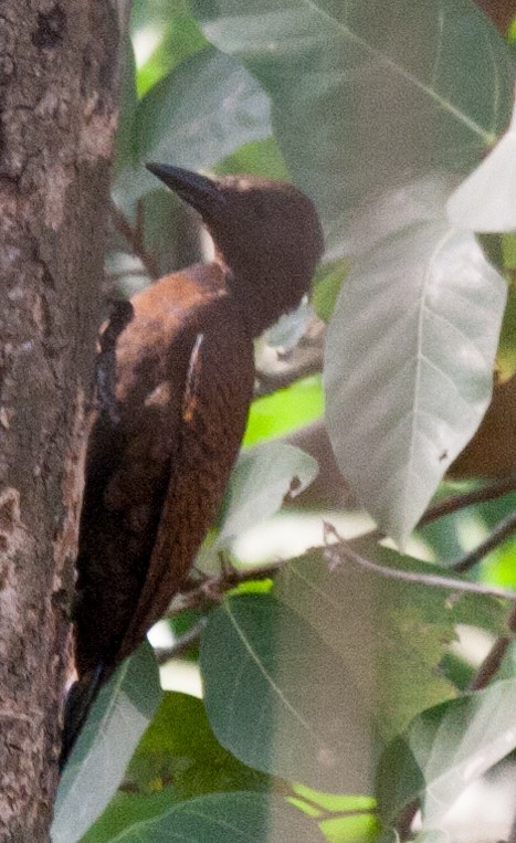 Rufous Woodpecker - ML60729141