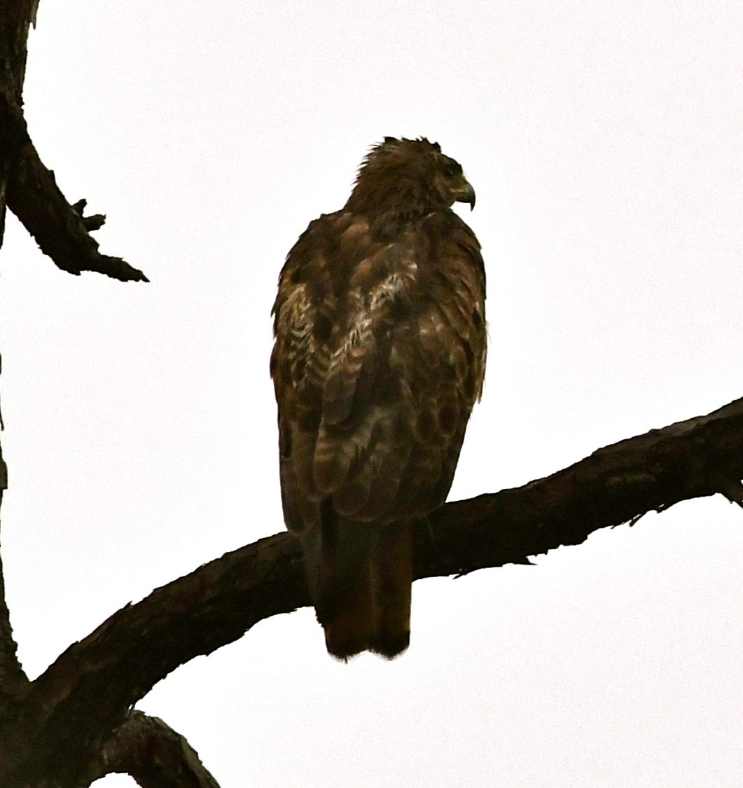 Red-tailed Hawk - ML60729361