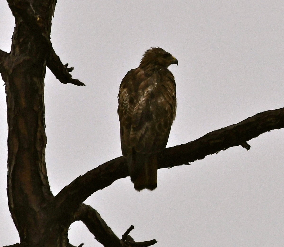 Red-tailed Hawk - ML60729371