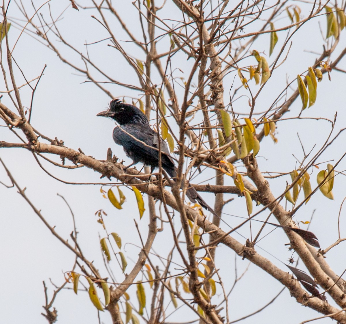 Greater Racket-tailed Drongo - ML60729431