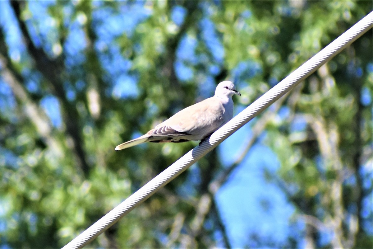 Eurasian Collared-Dove - ML607295931