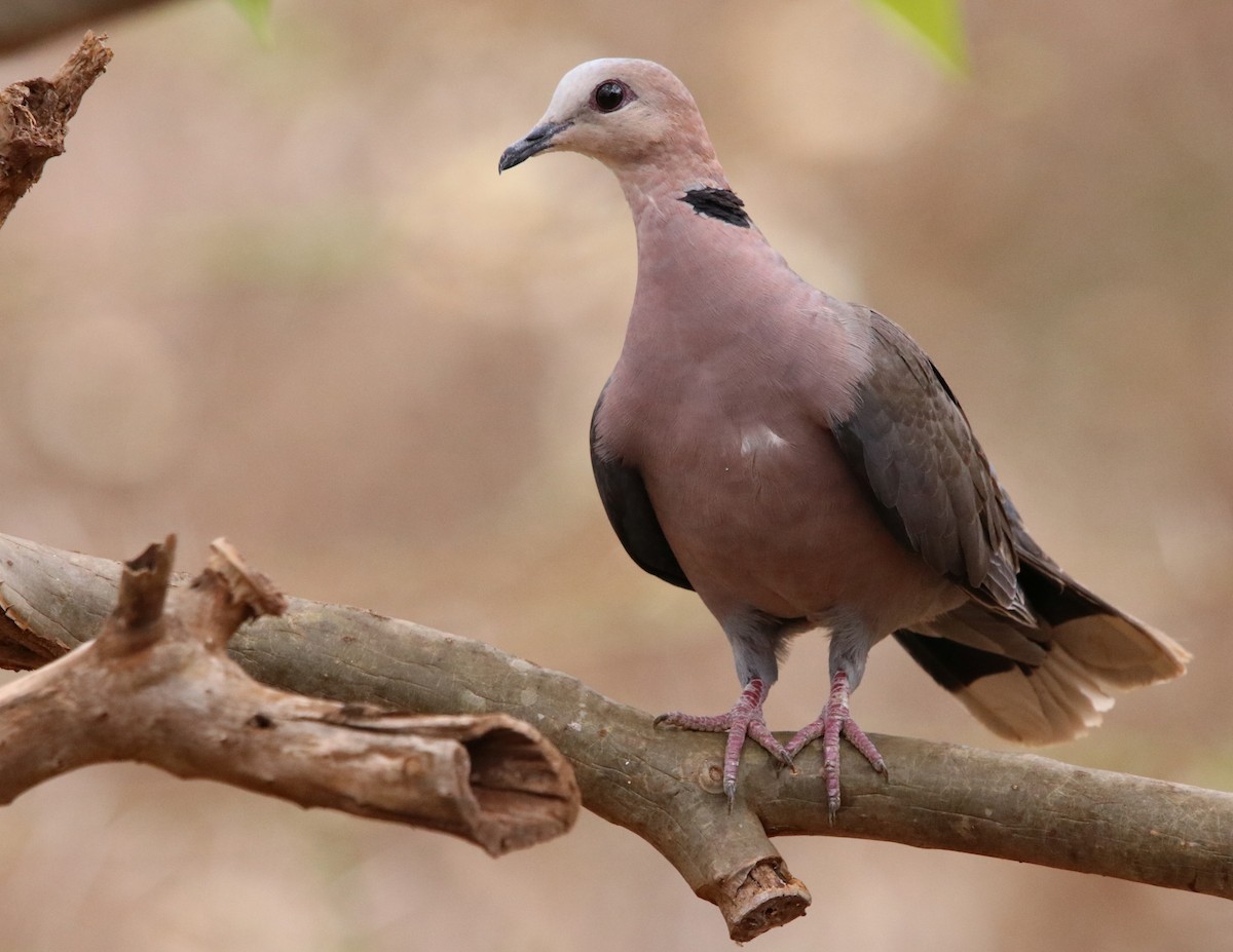 Red-eyed Dove - ML607296951