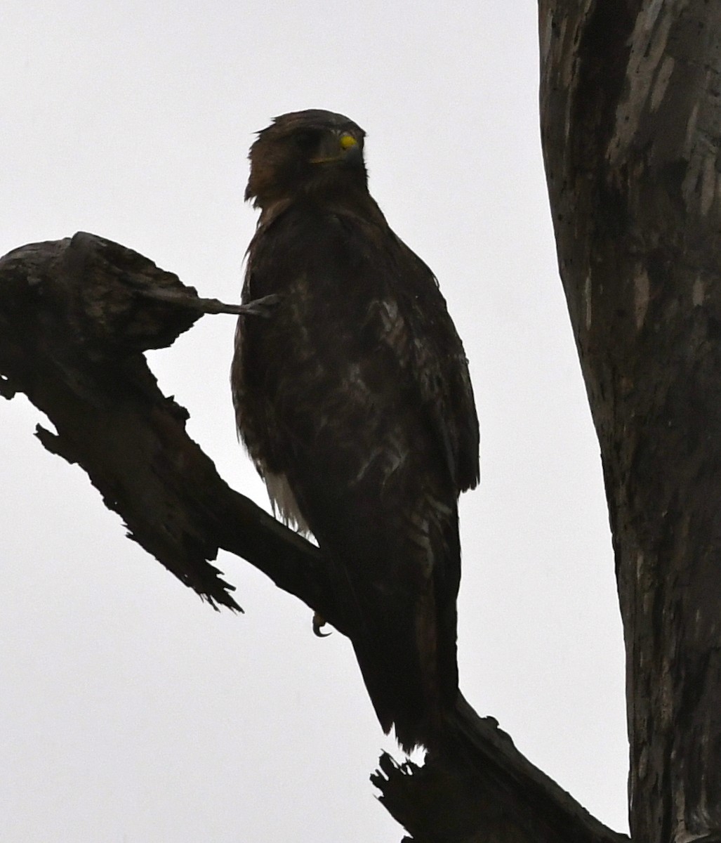 Red-tailed Hawk - ML60730071