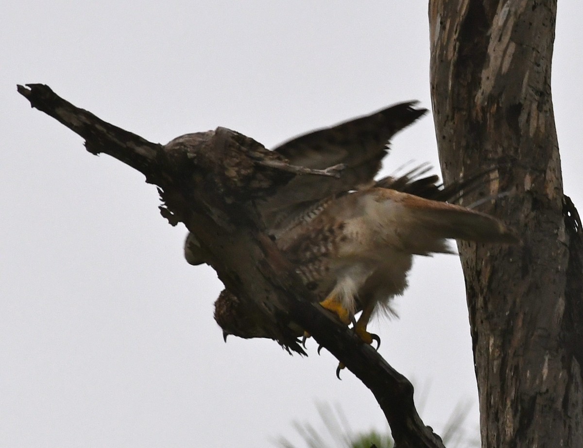 Red-tailed Hawk - ML60730101
