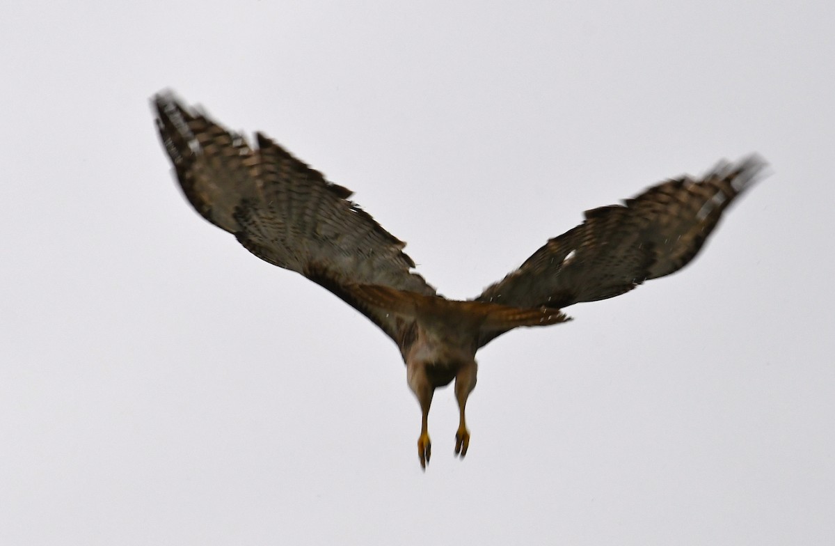 Red-tailed Hawk - ML60730111
