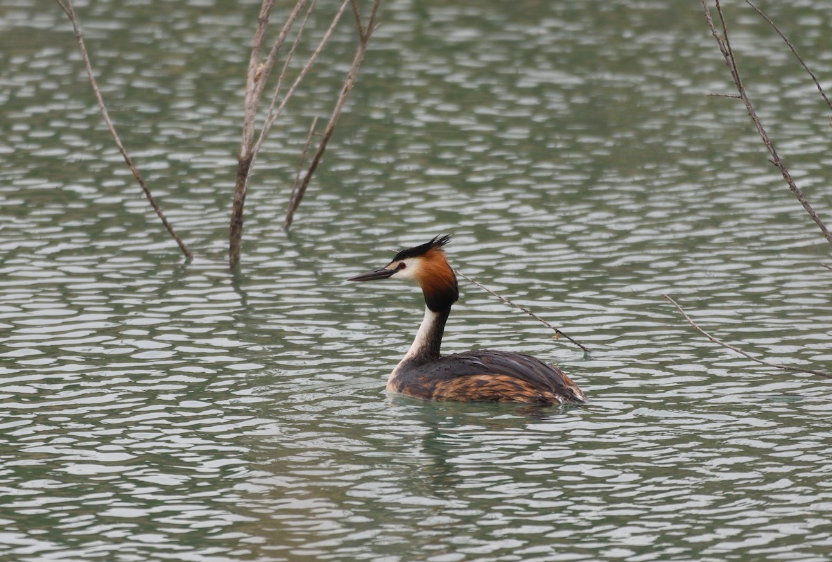Great Crested Grebe - ML607303131