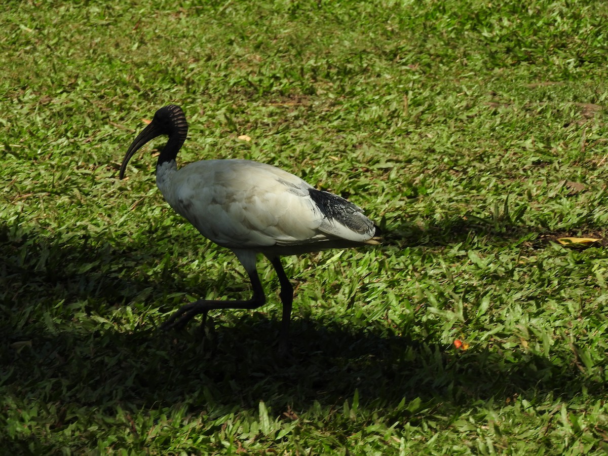 ibis australský - ML607303451