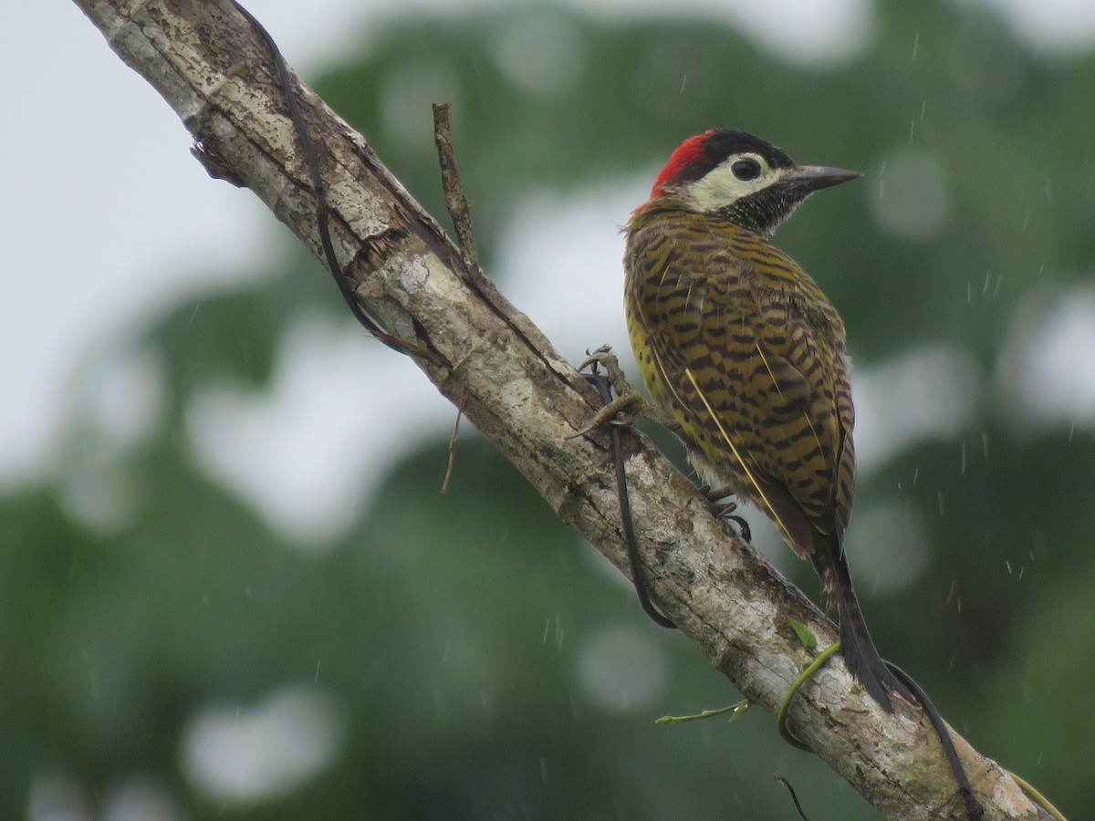 Spot-breasted Woodpecker - Vincent Vos