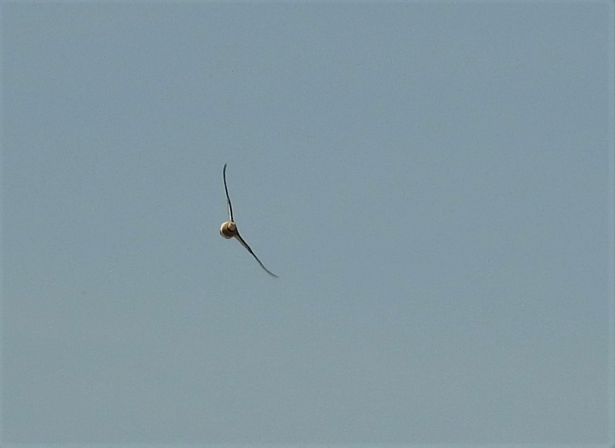 Pin-tailed Sandgrouse - ML60730591