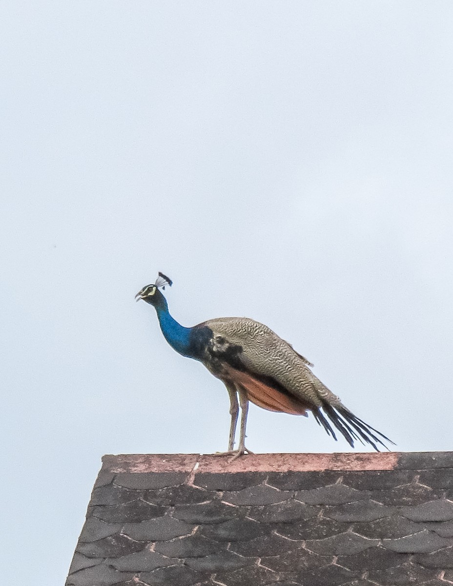 Indian Peafowl - Anonymous