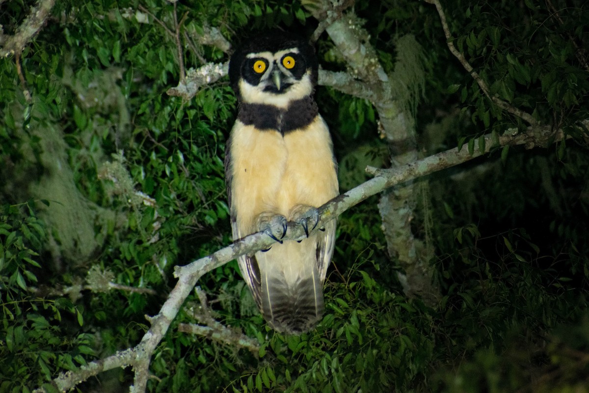 Spectacled Owl - ML607306871