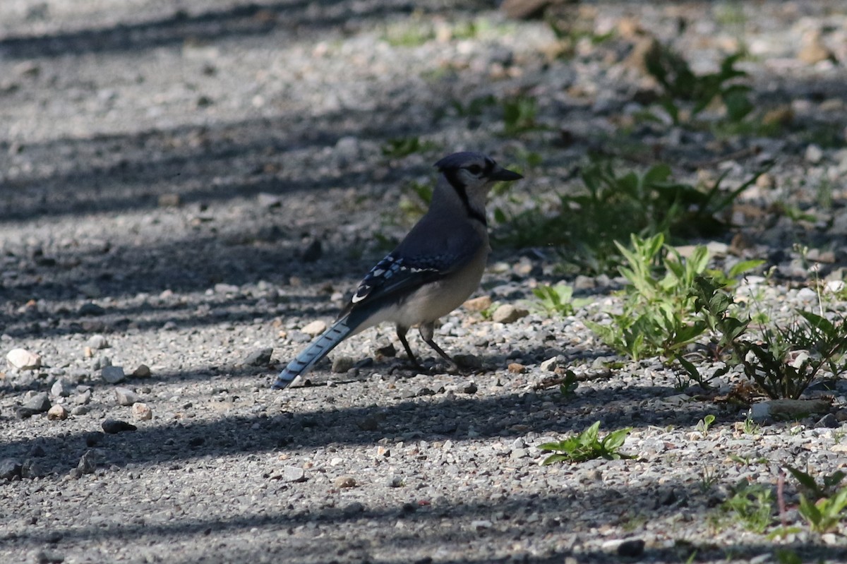 ML60731411 Blue Jay Macaulay Library