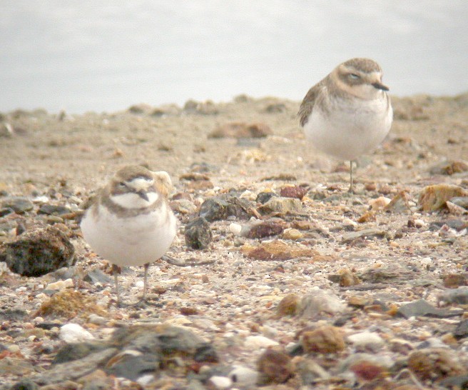 Double-banded Plover - ML607322231