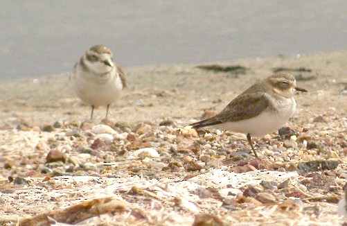 Double-banded Plover - ML607322241