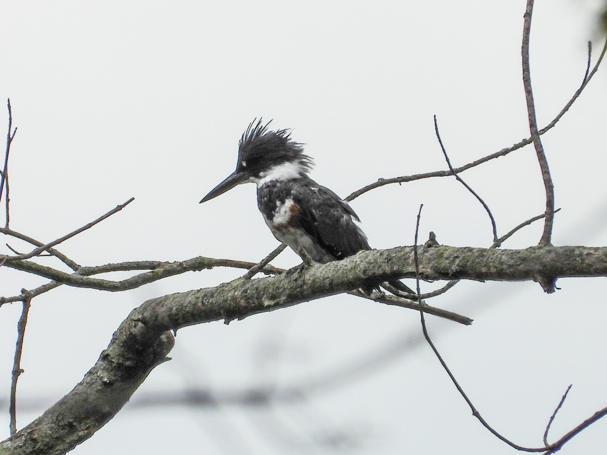 Belted Kingfisher - ML607328231