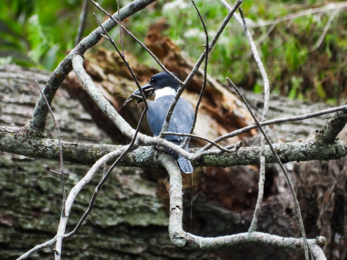 Belted Kingfisher - ML607328271