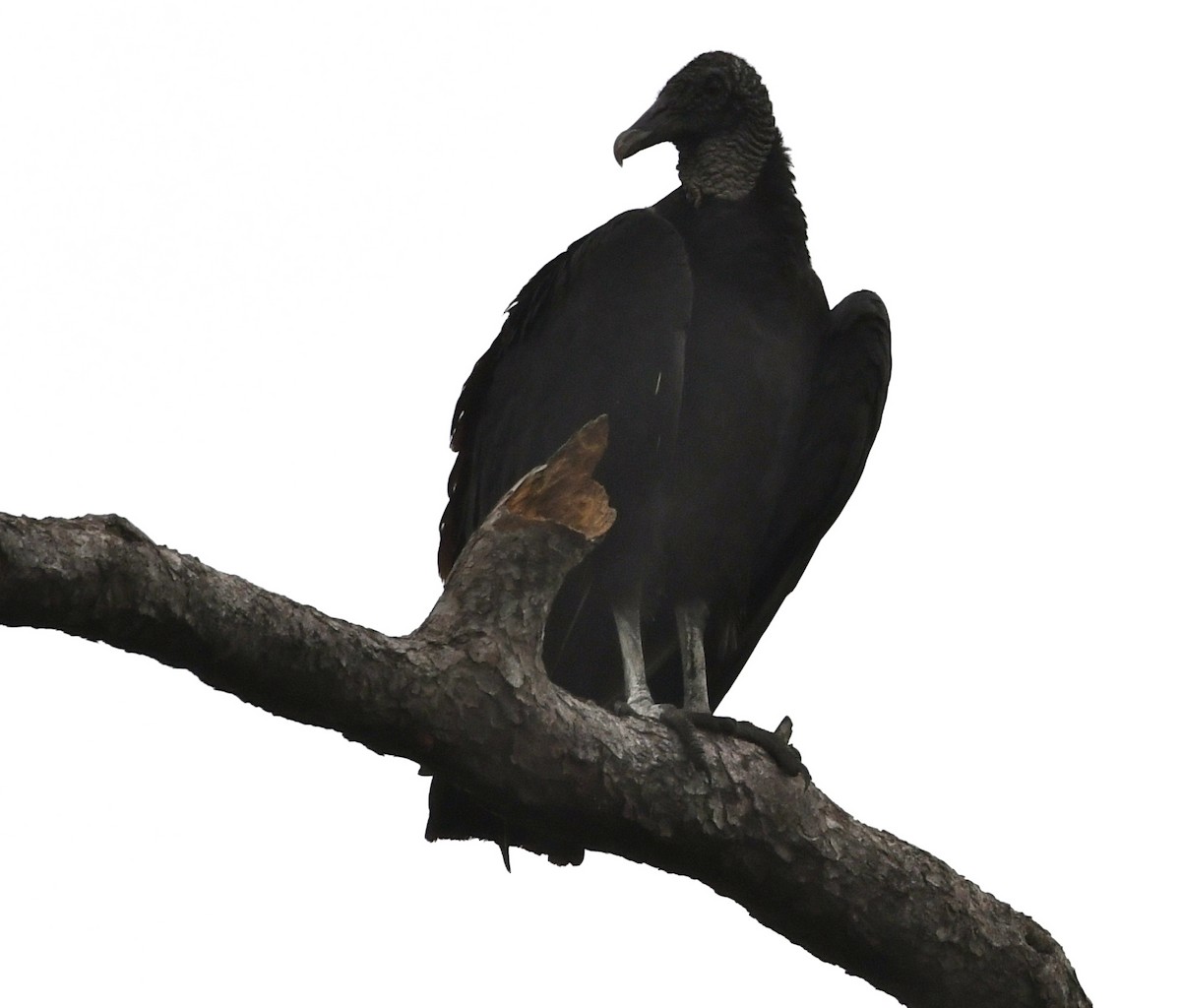 Black Vulture - ML60732881