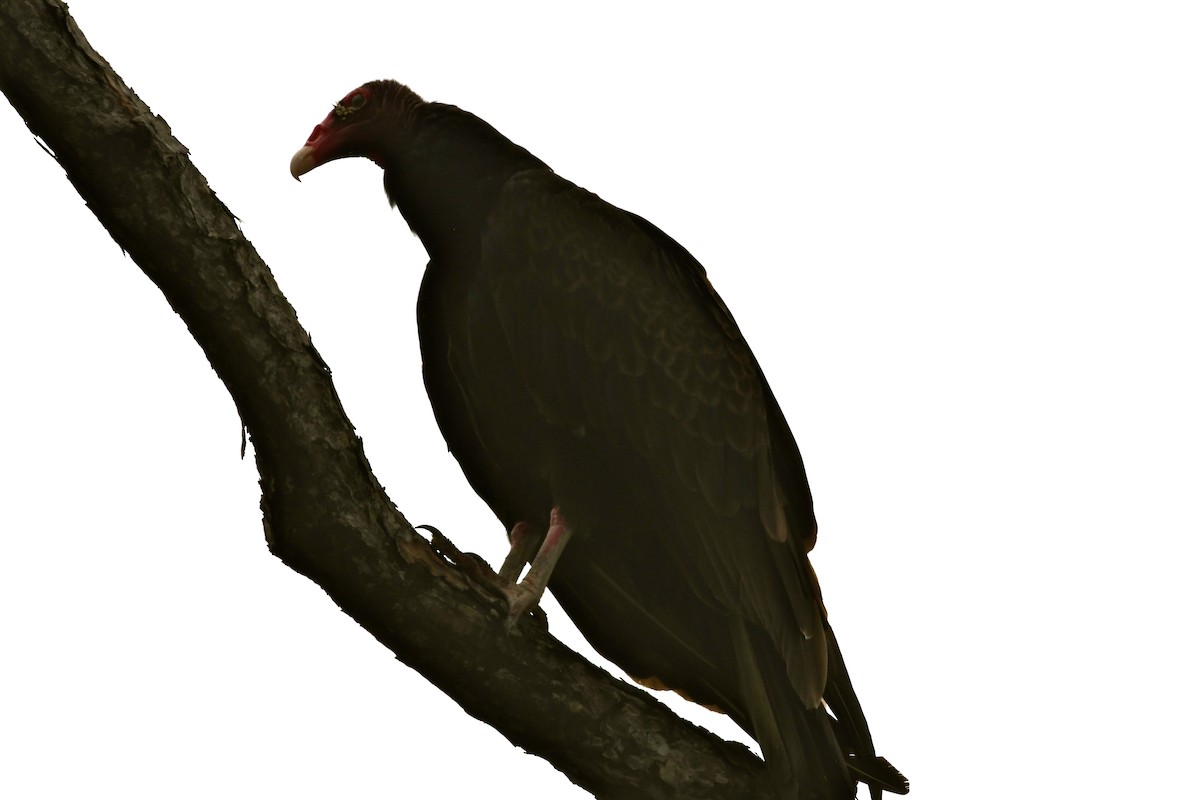 Turkey Vulture - ML60732891