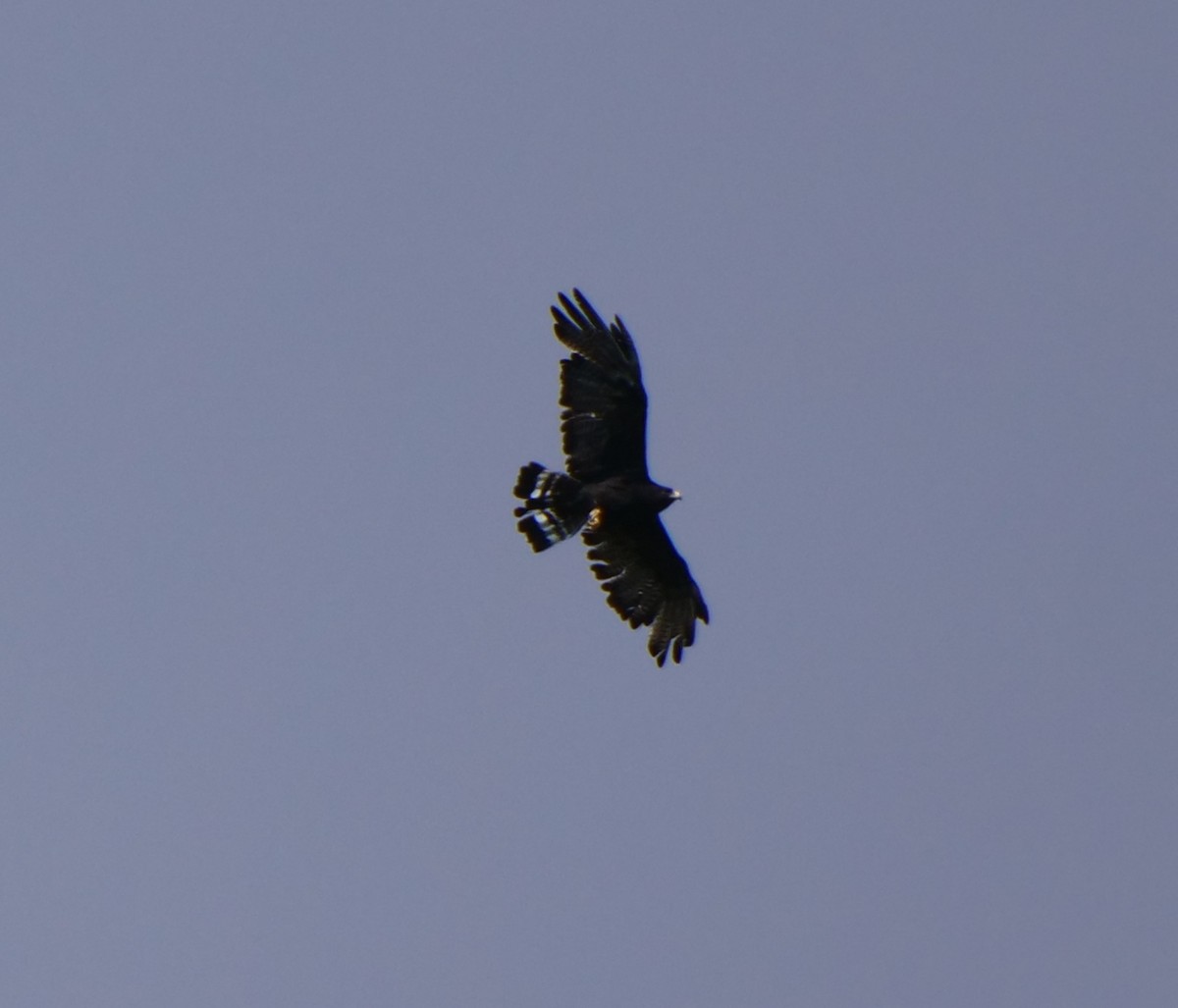Zone-tailed Hawk - ML607331411