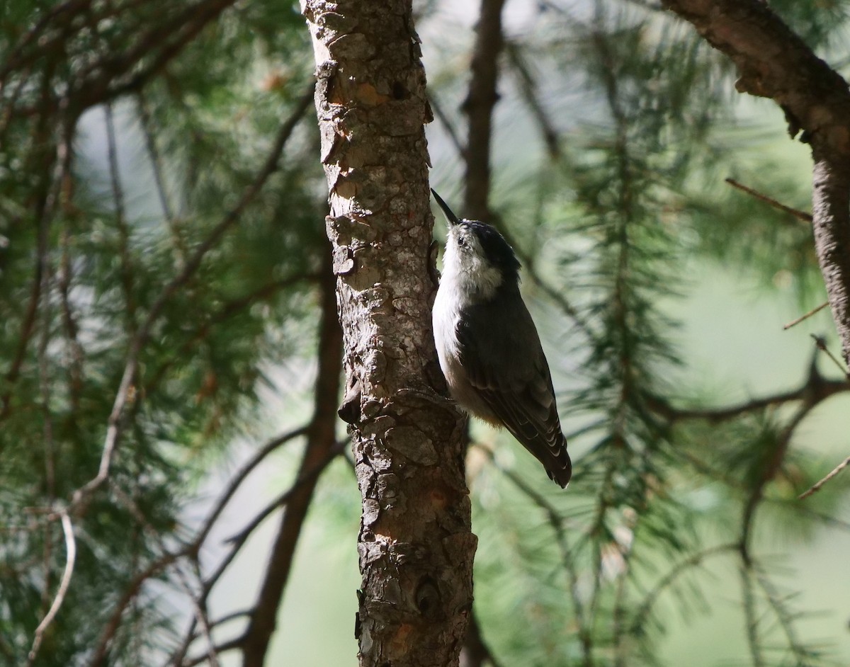 White-breasted Nuthatch - ML607331491
