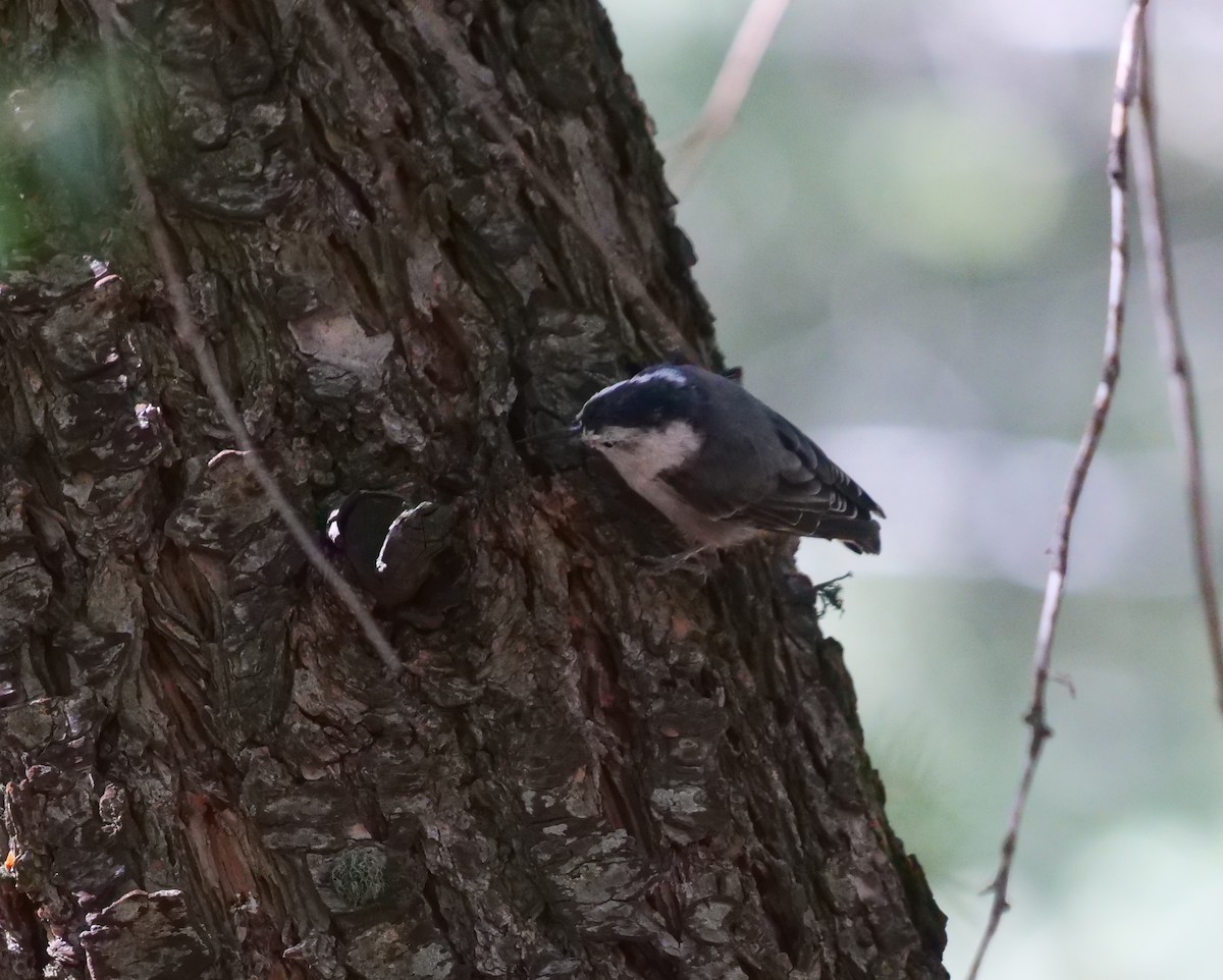 White-breasted Nuthatch - ML607331501