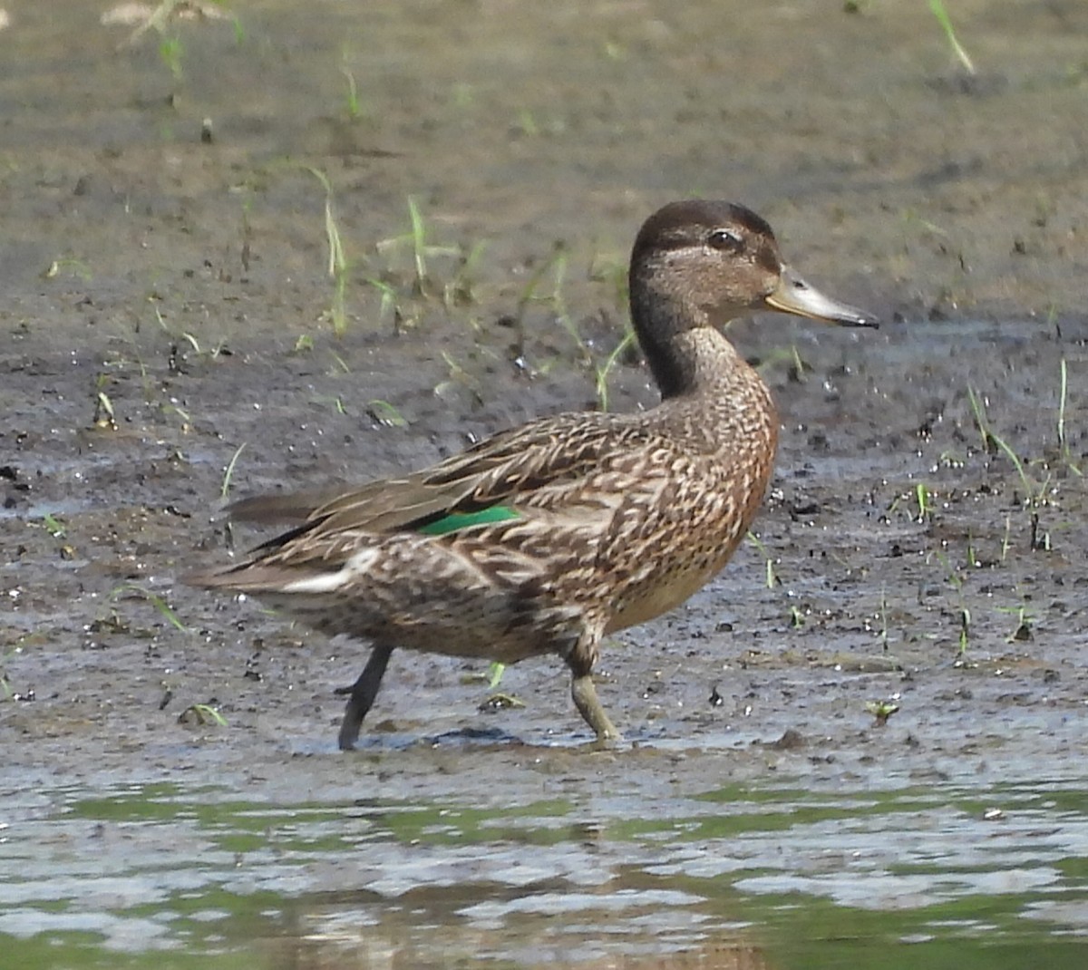 Green-winged Teal - ML607333641