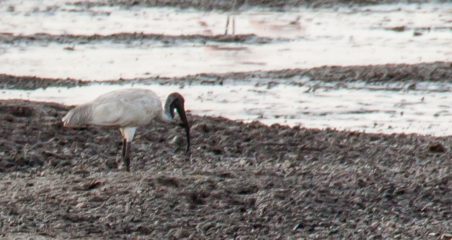 ibis černohlavý - ML60733501