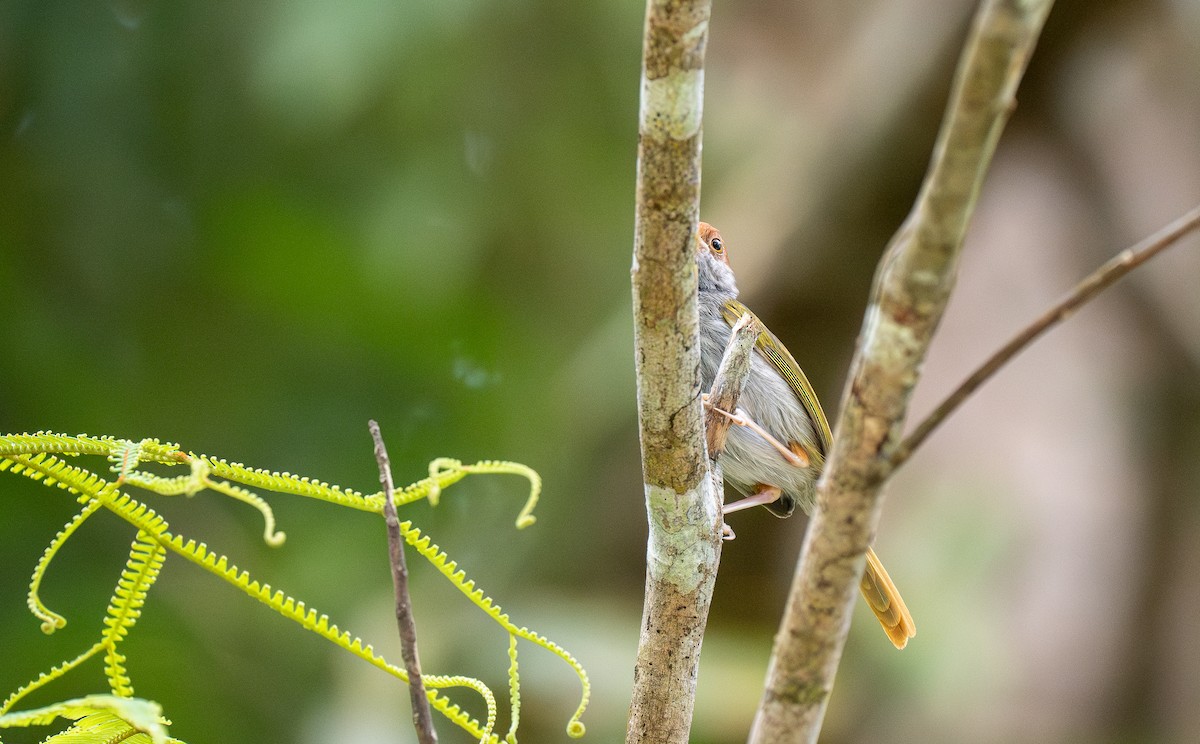 Green-backed Tailorbird - Forest Botial-Jarvis
