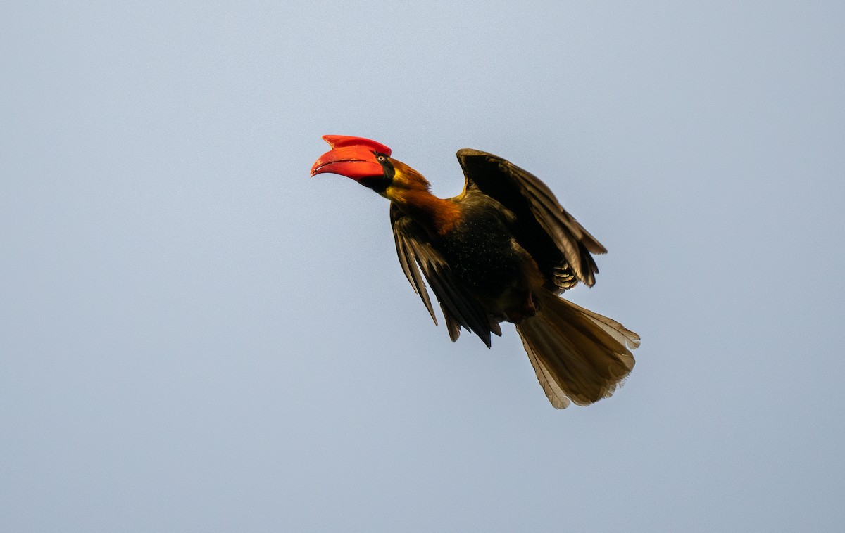 Rufous Hornbill (Northern) - ML607335961