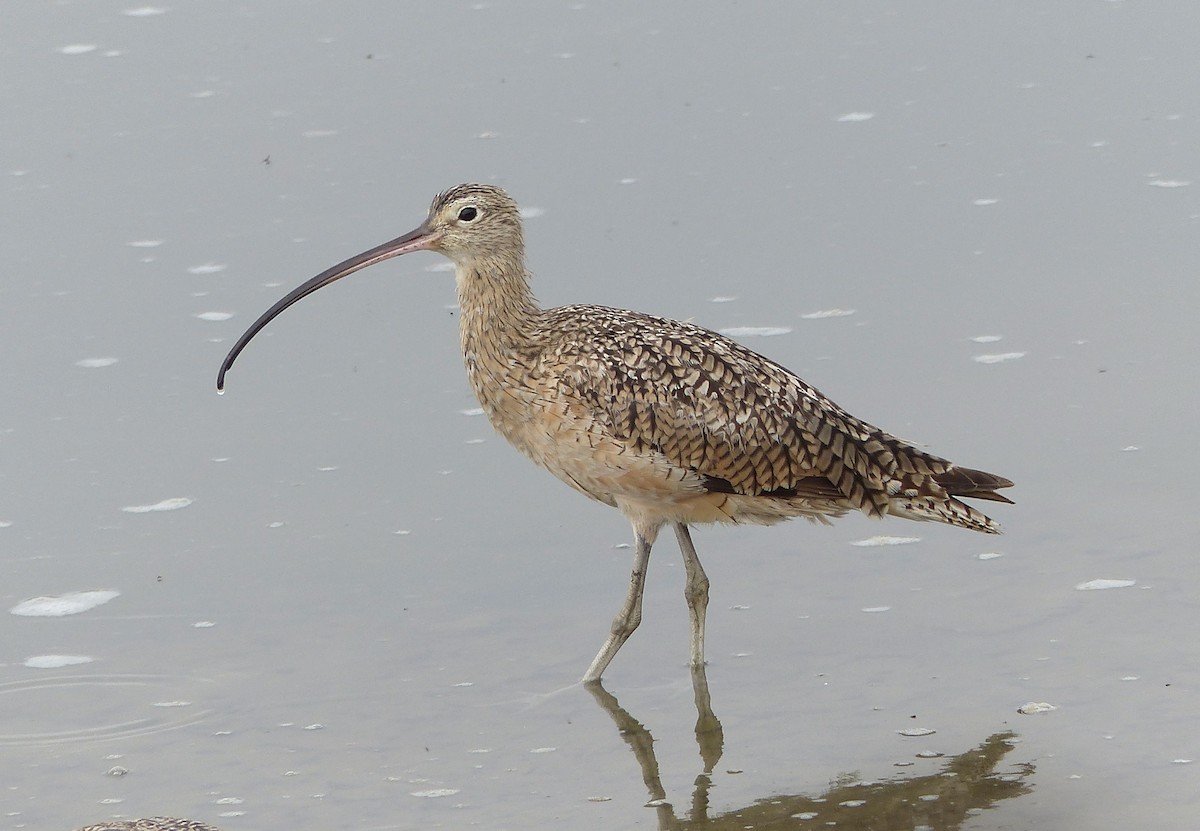 Long-billed Curlew - ML607336501