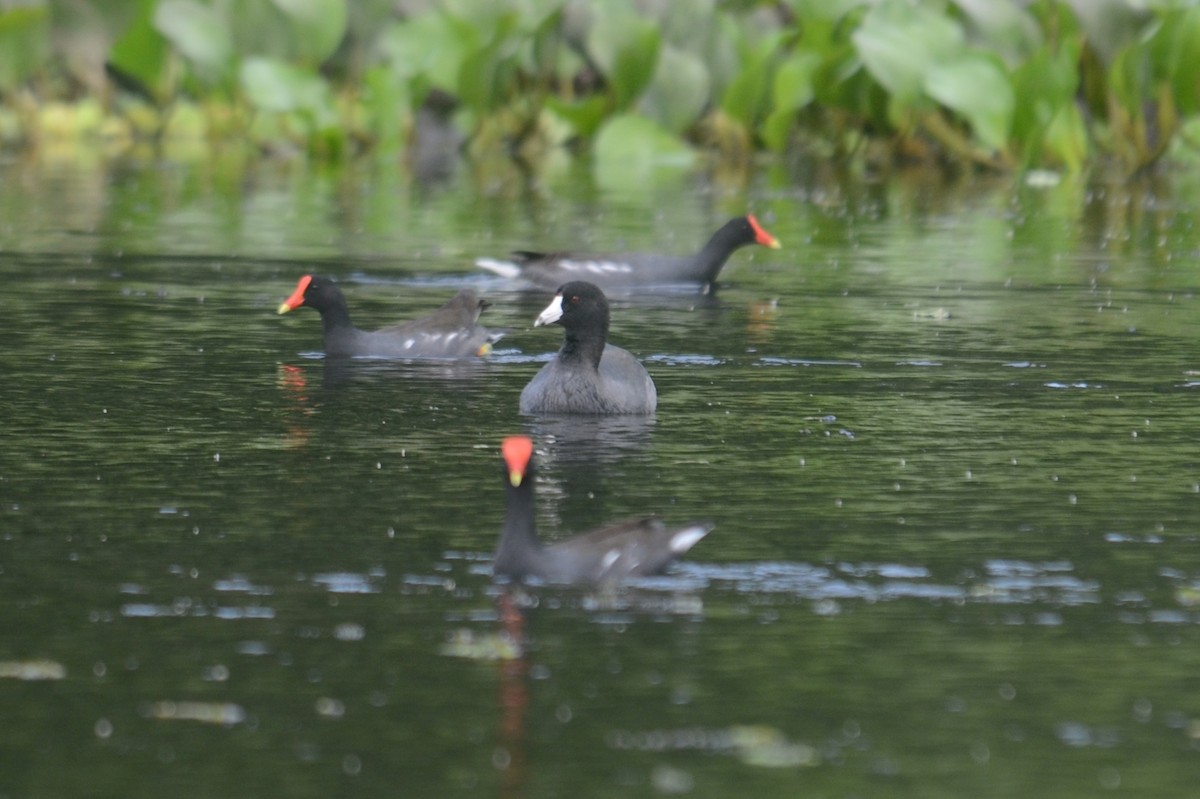 American Coot (Red-shielded) - Jan Cubilla
