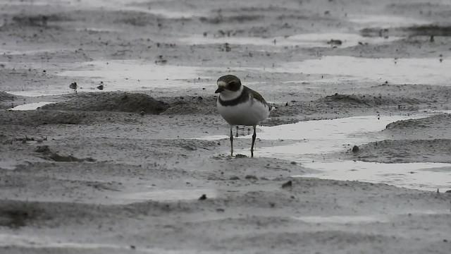 Semipalmated Plover - ML607339111