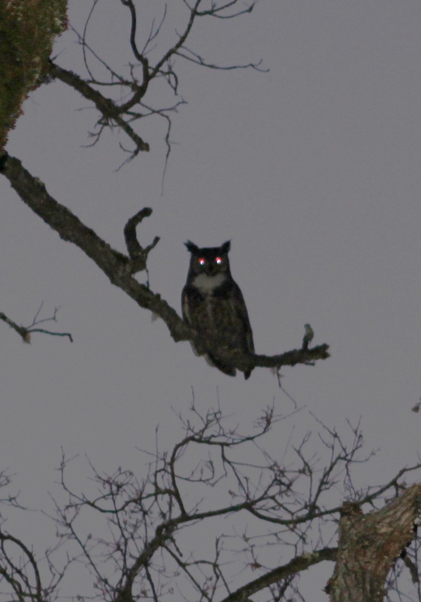 Great Horned Owl - ML607341521