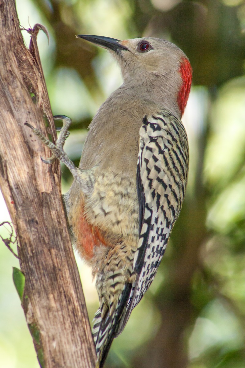 West Indian Woodpecker - Anonymous