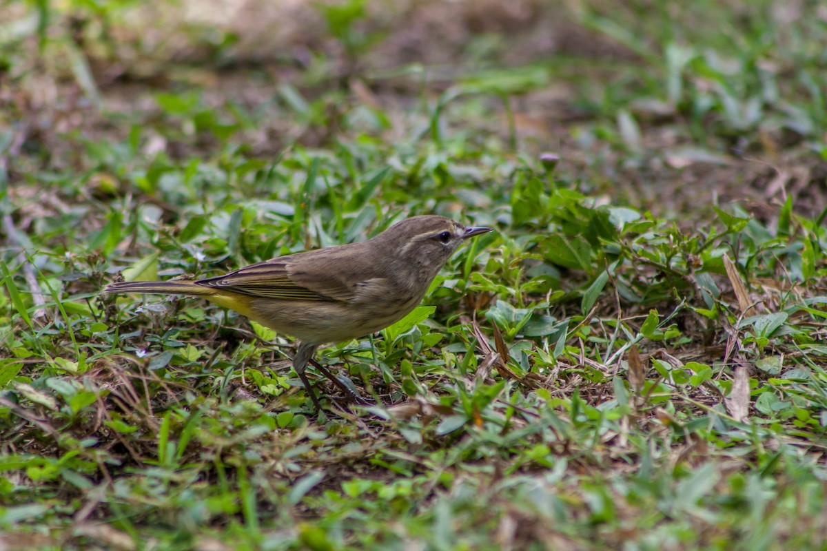 Palm Warbler - Anonymous
