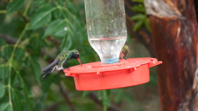kolibřík širokozobý - ML607345811