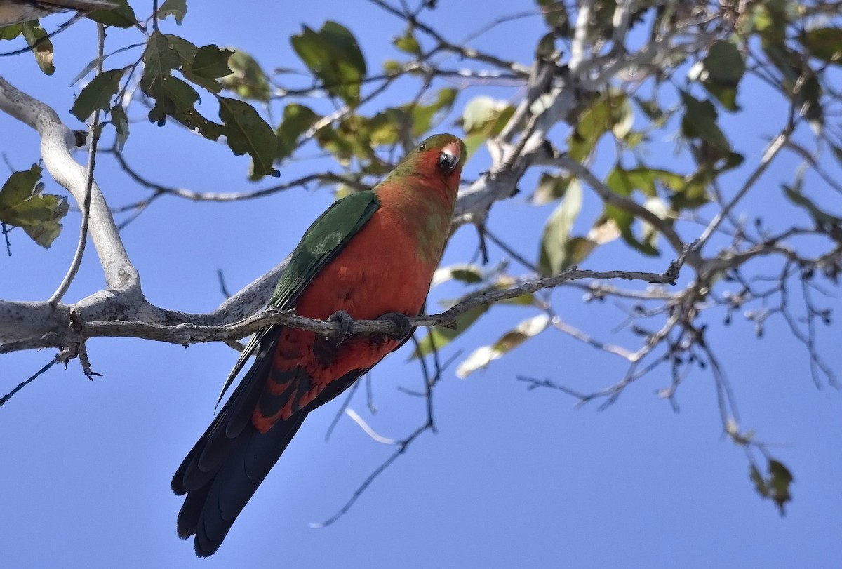Australian King-Parrot - ML607349691