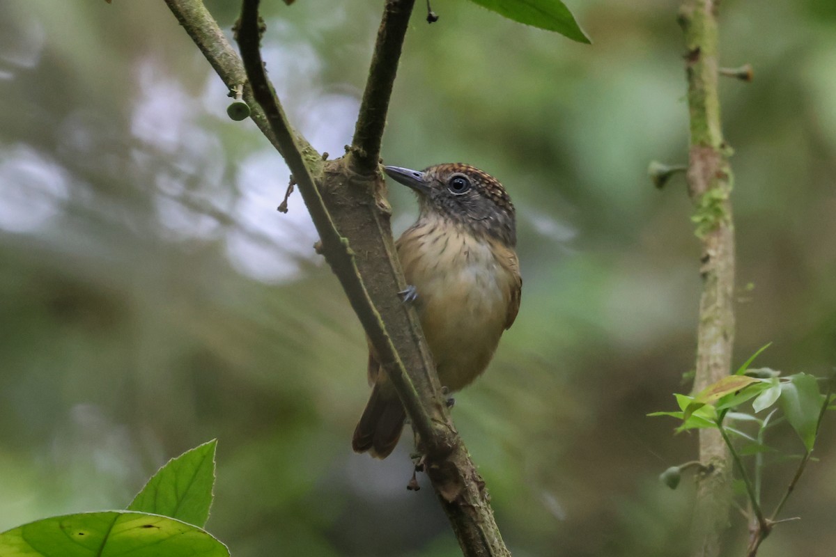 Spot-crowned Antvireo - Peter Crosson