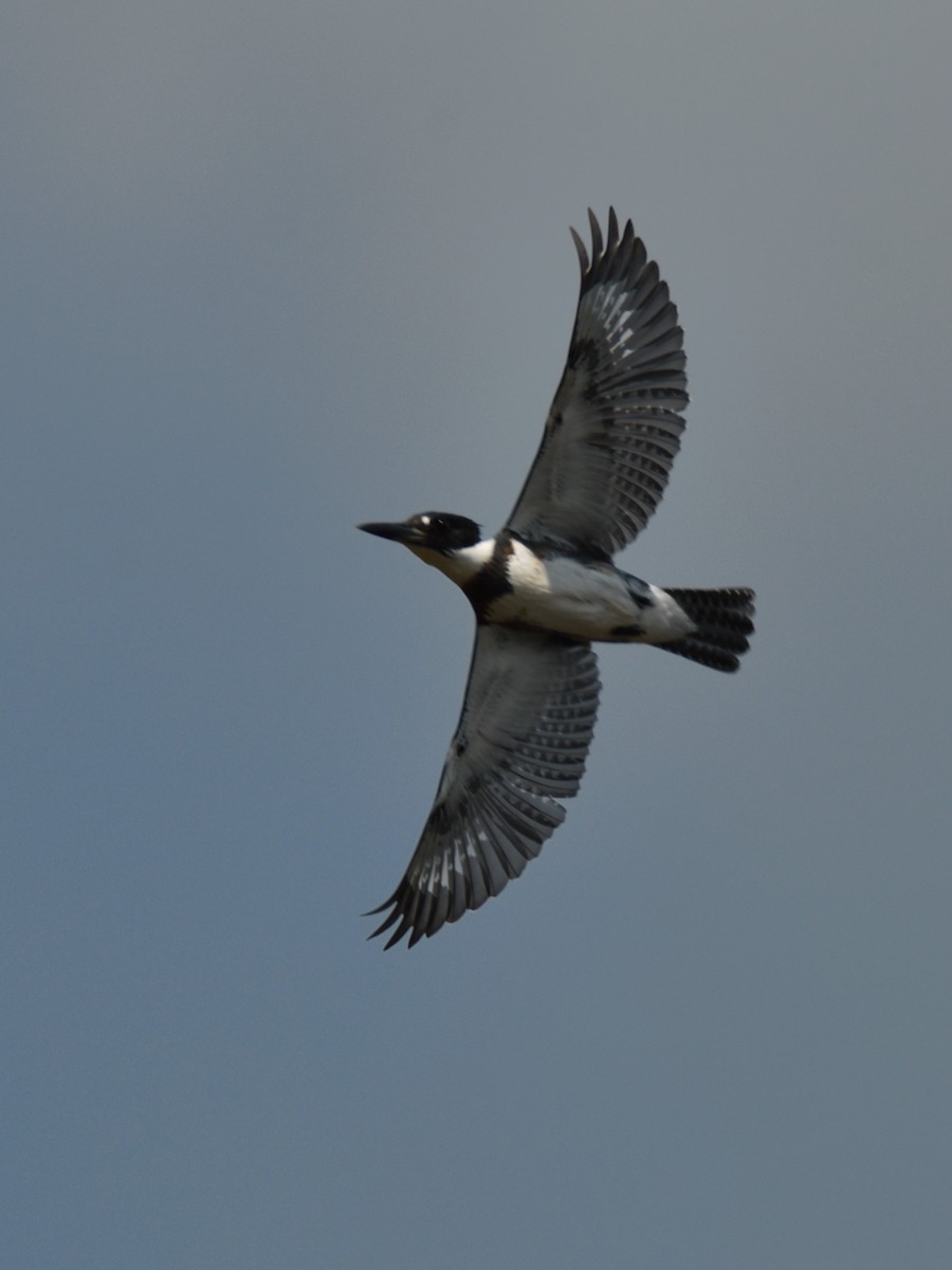 Belted Kingfisher - ML607352801