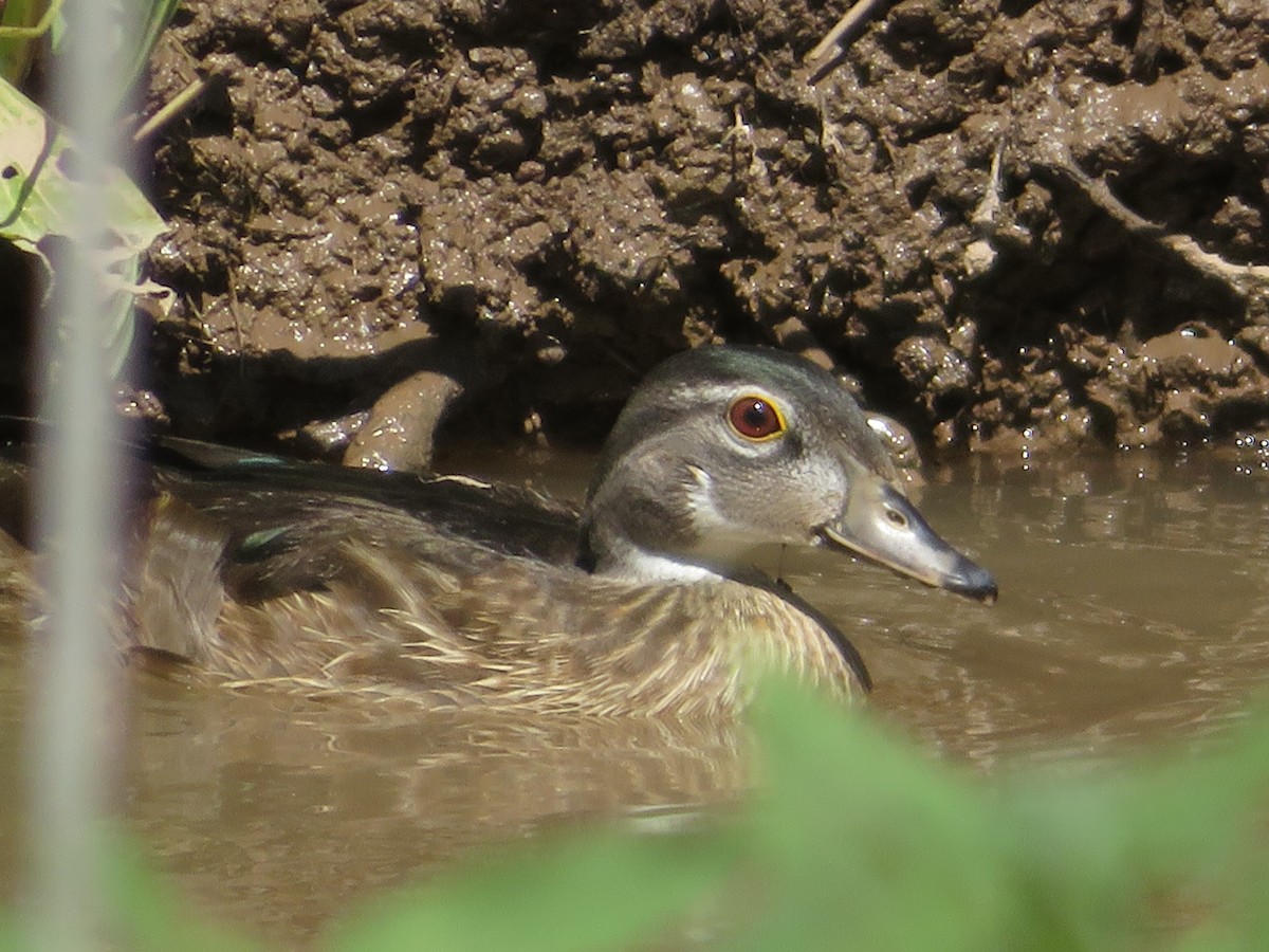 eBird Checklist 26 Aug 2023 Bosque del Apache NWR 44 species (+3