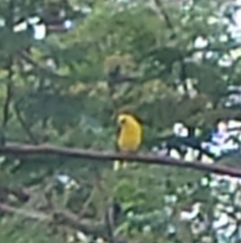 Indian Golden Oriole - ML607357701