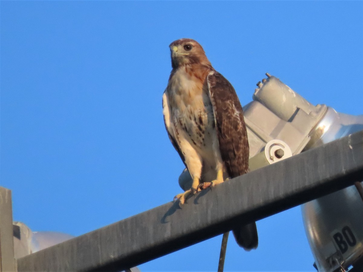 Red-tailed Hawk - ML607358121